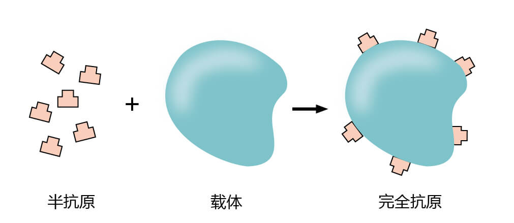 不完全抗原的生成圖