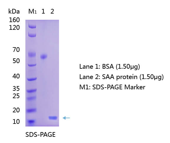 SAA SDS-PAGE