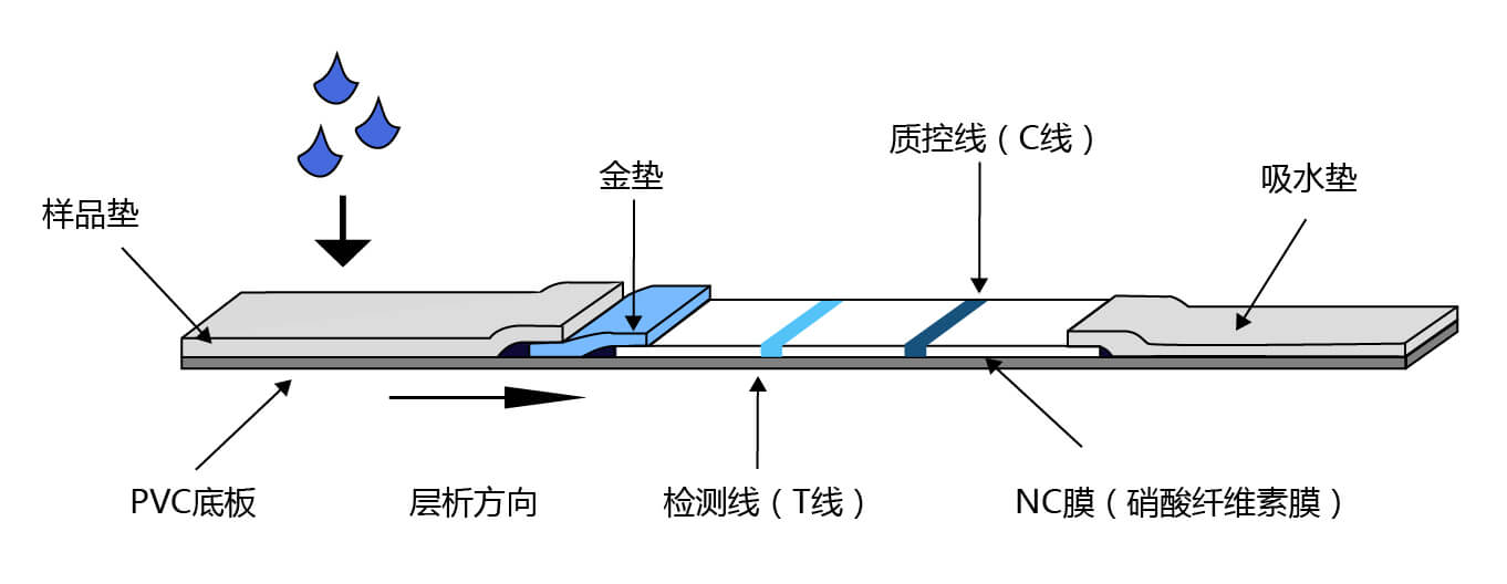 膠體金試紙條結(jié)構(gòu)圖