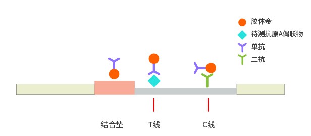 競爭法膠體金檢測平臺