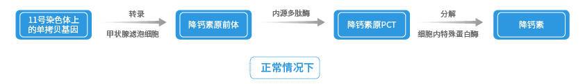 PCT及CT的合成代謝