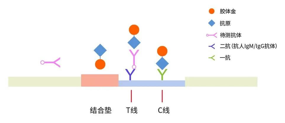 2019-nCoV抗體檢測原理