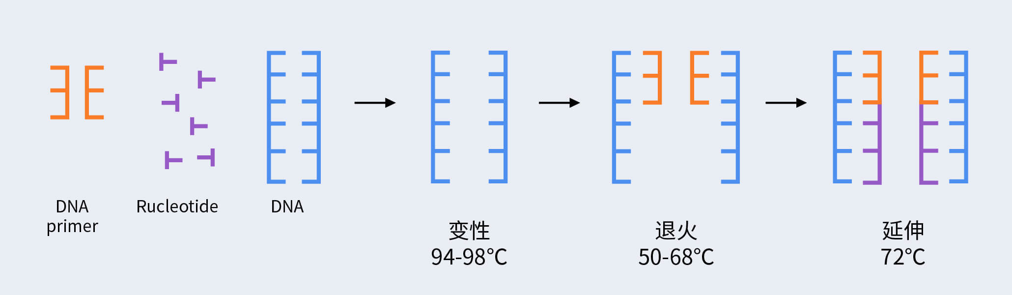 PCR擴增流程