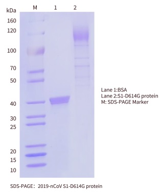 D614G-sds-page