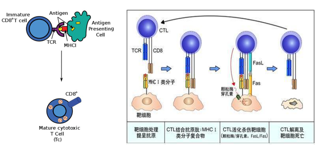 CTL介導(dǎo)的細(xì)胞毒效應(yīng)