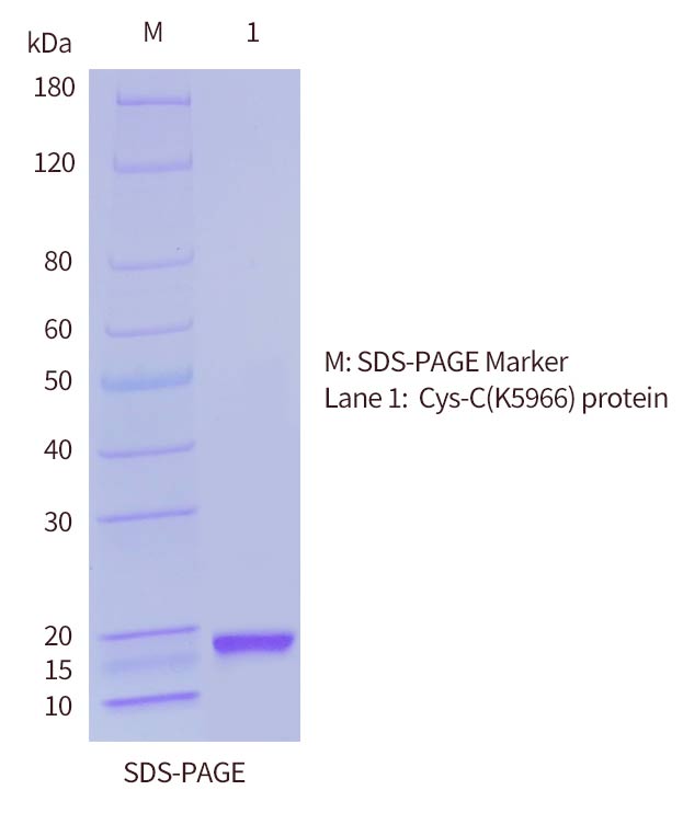 SDS-PAGE