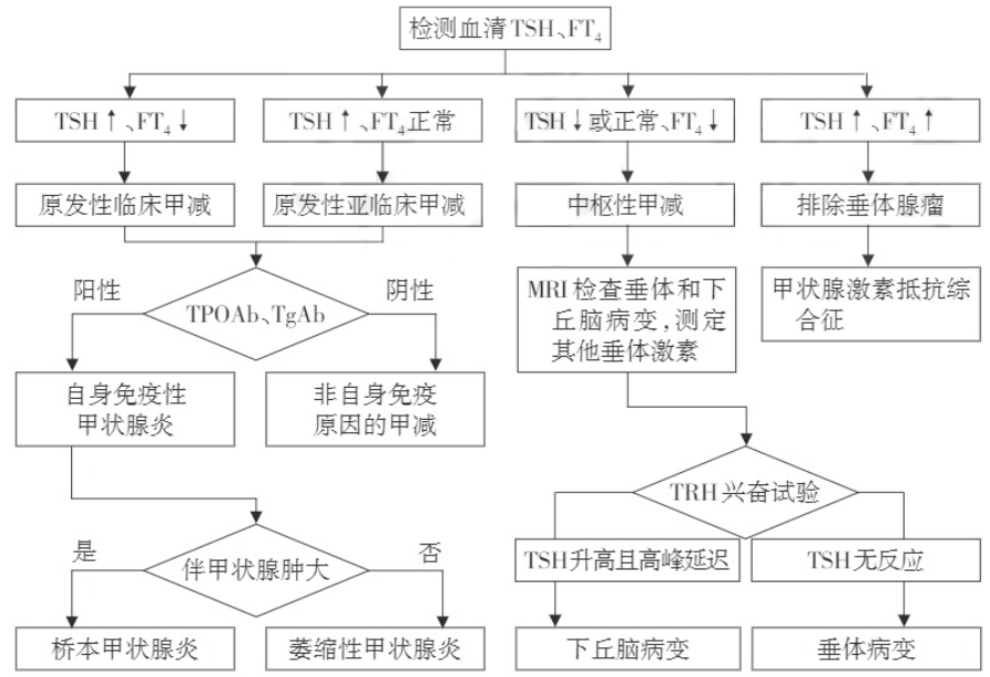 甲減診斷流程