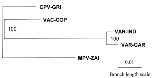 MPV、VAR、CPV、VAC末端可變基因組序列系統(tǒng)發(fā)育樹分析