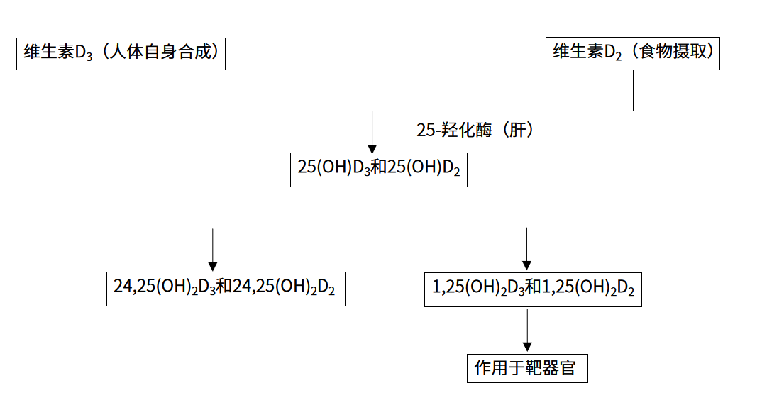 維生素D代謝途徑