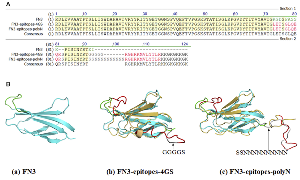 FN3、FN3-Epitopes的部分序列和結(jié)構(gòu)