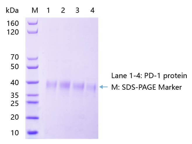 PD-1蛋白SDS-PAGE結(jié)果