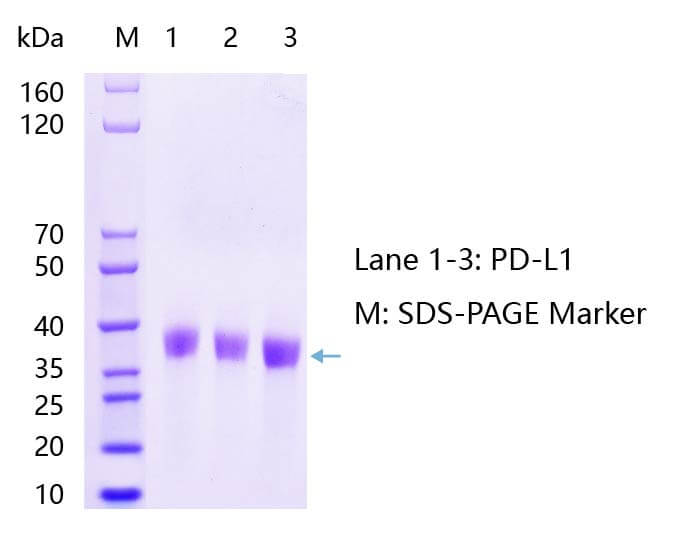 PD-L1蛋白SDS-PAGE結(jié)果