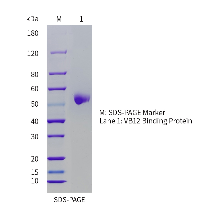 C1716-SDS-PAGE