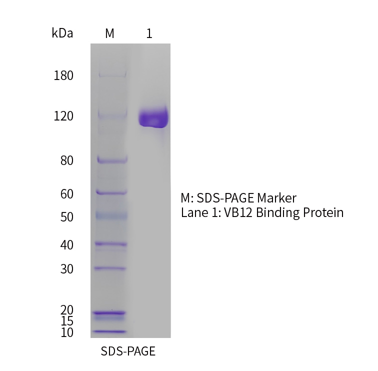 C1750-SDS-PAGE