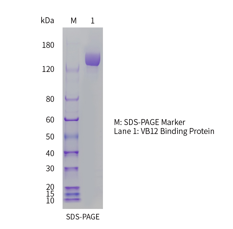 C1770-SDS-PAGE